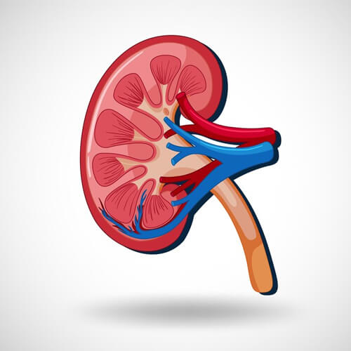 Urology at Tirhut Central Hospital